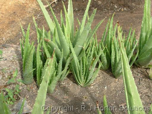 Aloe vera 